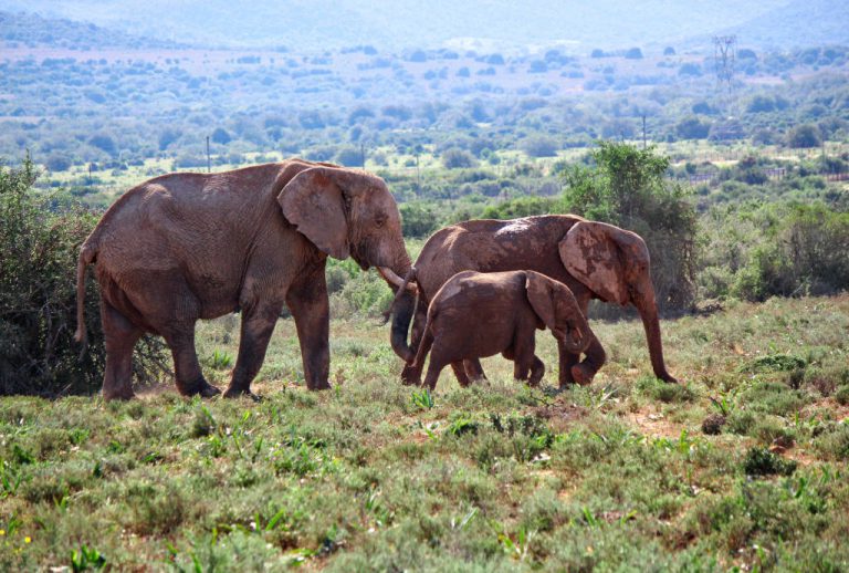 Le parc national de Chimanimani au Mozambique - Jeunes Verts - Le ...